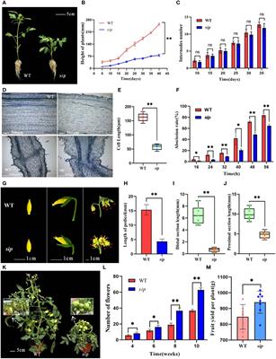 Tomato short internodes and pedicels encode an LRR receptor-like serine/threonine-protein kinase ERECTA regulating stem elongation through modulating gibberellin metabolism